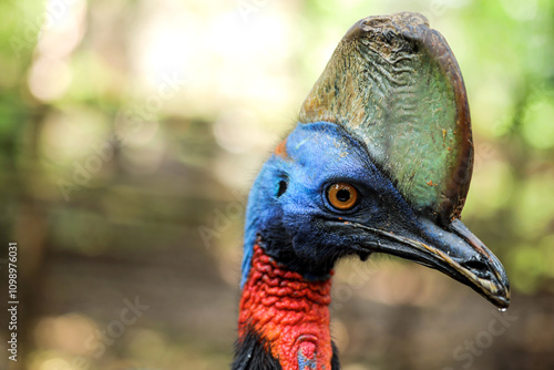 Close Up of Cassowary Head in the Farm at the Zoo.
 photo