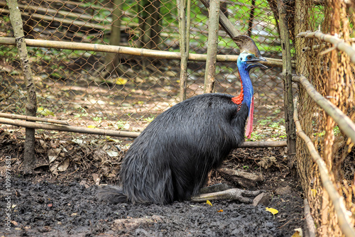 Southern Cassowary (Casuarius Casuarius) male
 photo