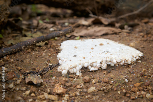 white styrofoam thrown or lying on dirt ground outdoor, environmental hazard from non biodegradable discarded foam piece soft focus with copy space, recycling or reuse concept photo