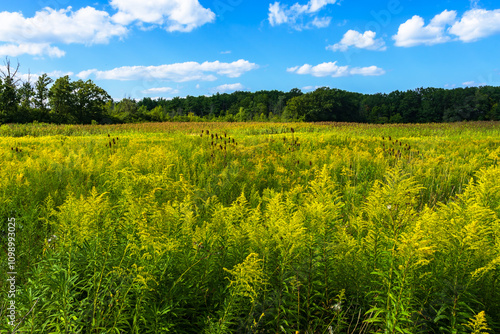 View of flowering meadow of Galium verum, lady's bedstraw or yellow bedstraw. Galum verum is a herbaceous perennial and healthy plant.