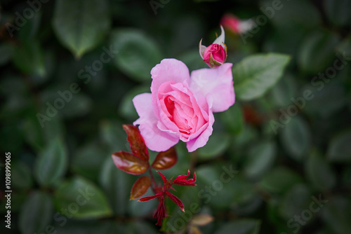 Elegant Single Rose with Soft Leafy Background photo