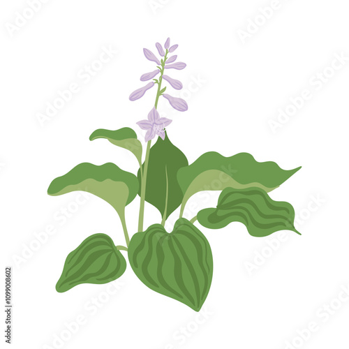 plantain lily, giboshi, garden flower, hosta, vector drawing flowering plant at white background, floral element, hand drawn botanical illustration