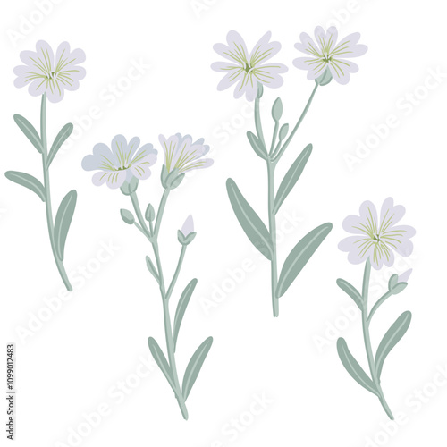 mouse-ear chickweeds, Cerastium, garden flower, vector drawing flowering plants at white background, floral element, hand drawn botanical illustration