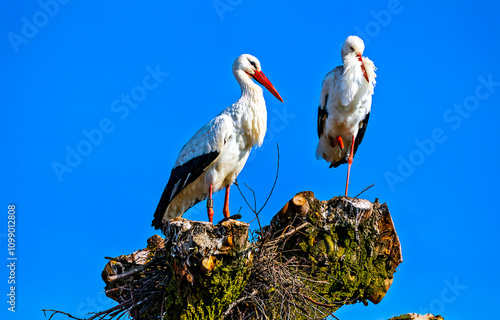 white stork in nest. Two storks on a blue sky background