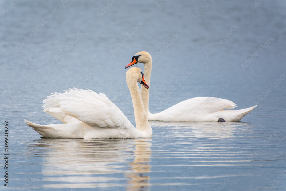 Obraz premium Mating games of a pair of white swans. Swans swimming on the water in nature. Valentine's Day background