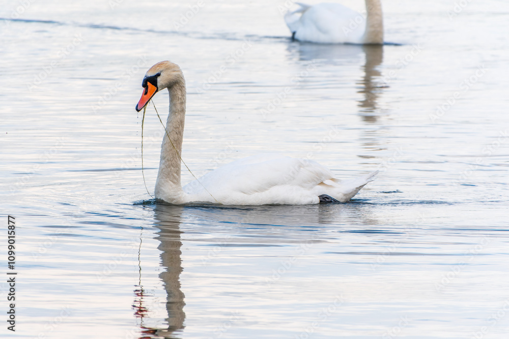 Obraz premium Graceful white Swan swimming in the lake, swans in the wild. Portrait of a white swan swimming on a lake.