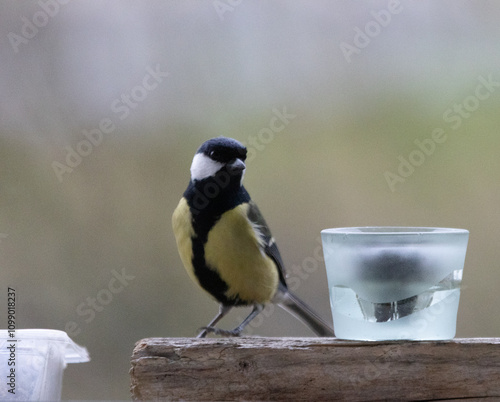 Maise, blaumaise, Vogel, Einheimisch, Winter, 
