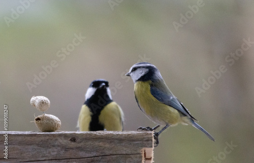 Maise, blaumaise, Vogel, Einheimisch, Winter, 