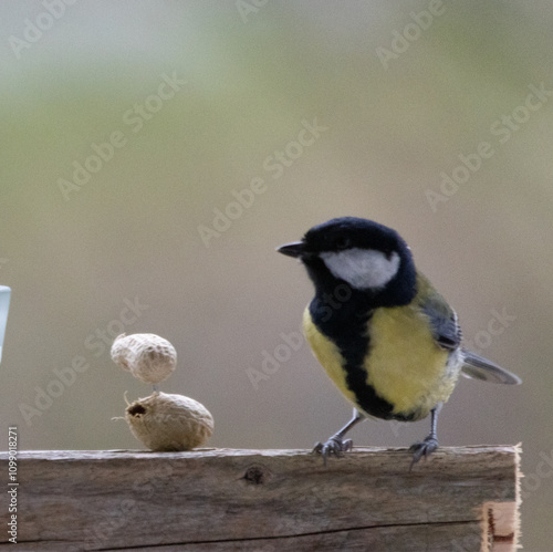 Maise, blaumaise, Vogel, Einheimisch, Winter, 