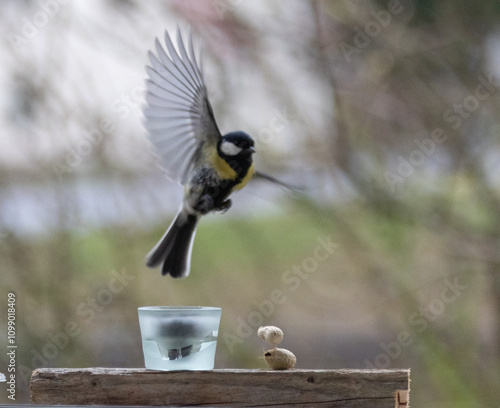 Maise, blaumaise, Vogel, Einheimisch, Winter, 