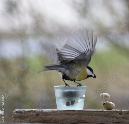 Maise, blaumaise, Vogel, Einheimisch, Winter, 
