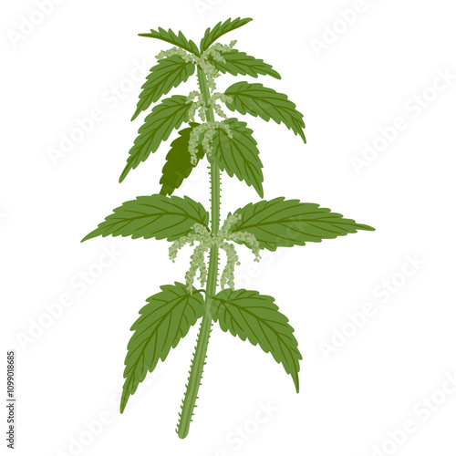 nettle, Urtica dioica, vector drawing wild plant at white background, floral element, medicinal herb, hand drawn botanical illustration