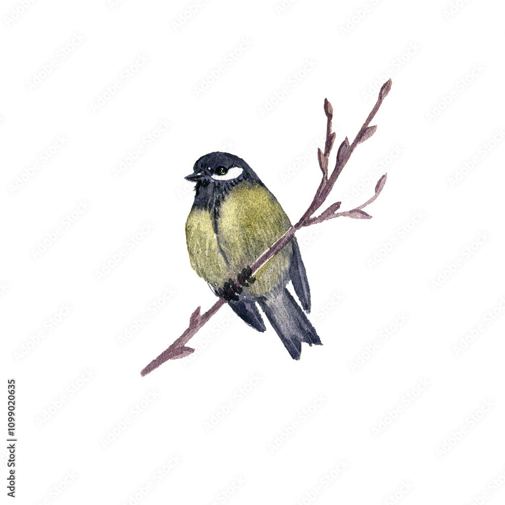 Naklejka premium watercolor drawing bird, great tit, hand drawn illustration, isolated nature design element