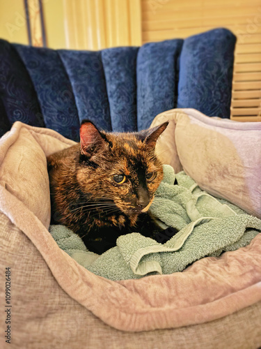 black and brown cat on a blanket photo