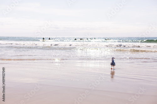 a seagull standing on the beach with gentle waves and distant surfers photo