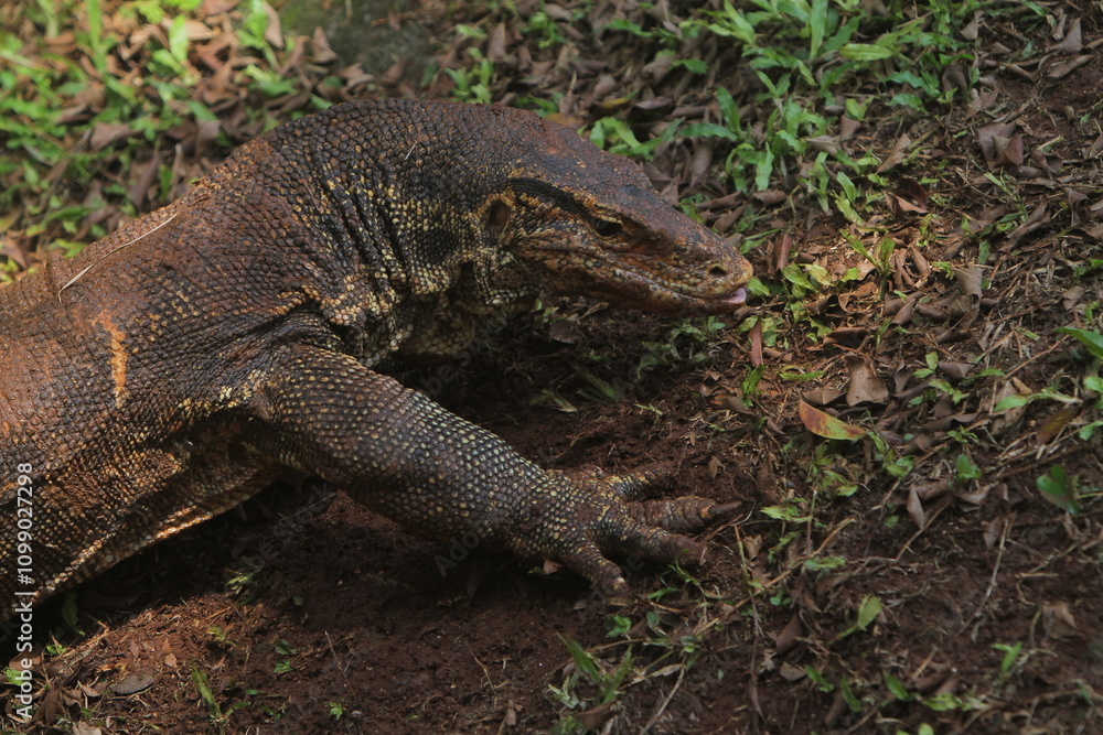 Fototapeta premium closeup of a salvator lizard crawling in the grass in the morning