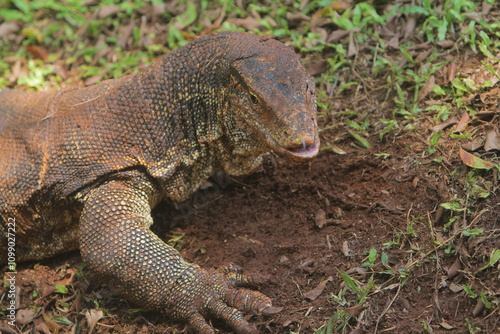 closeup of a salvator lizard crawling in the grass in the morning photo