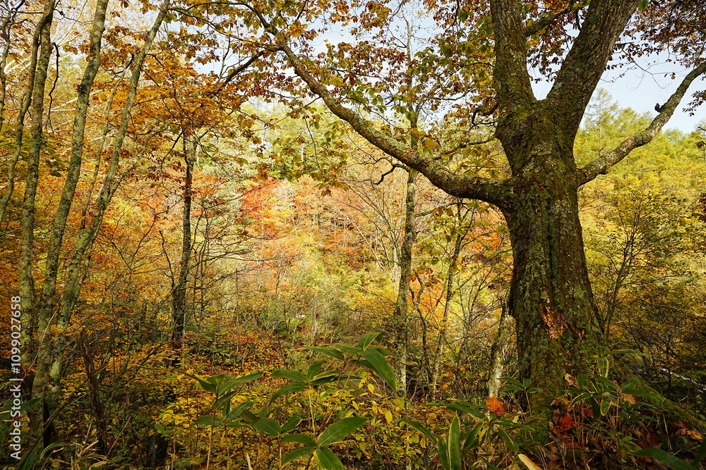 Obraz premium 241020八千穂高原自然園