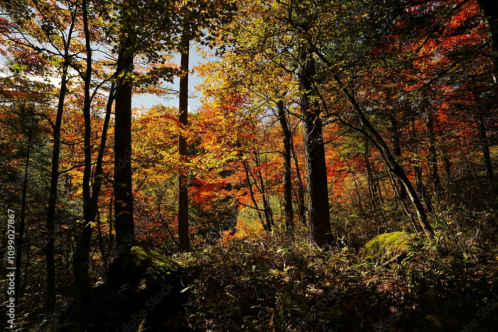 Obraz premium 241020八千穂高原自然園