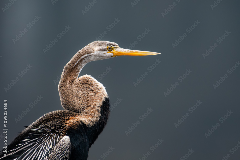 Fototapeta premium Image of an Oriental Darter or Snakebird