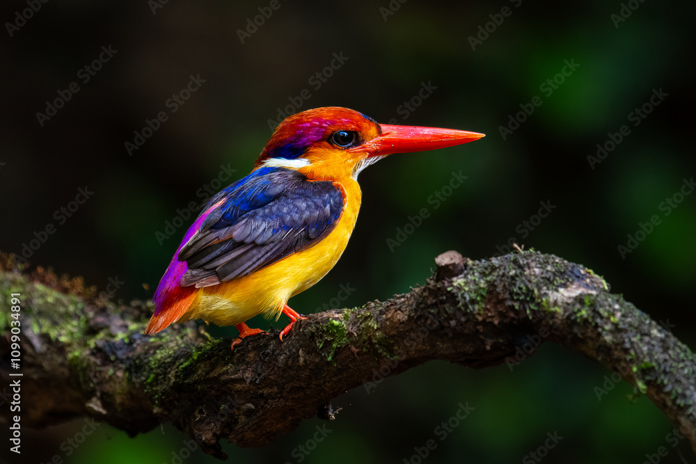 Fototapeta premium Image of an Oriental Dwarf Kingfisher