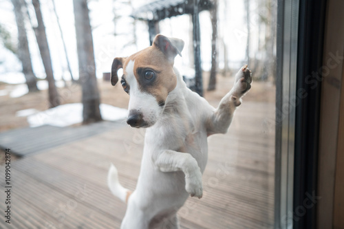 The dog stands at the patio window and asks to go inside the house. 