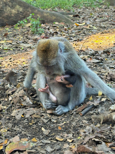 Monkey mom carrying a monkey baby