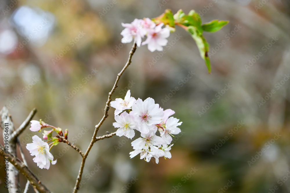 Obraz premium 十月桜