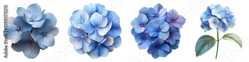 Wallpaper Mural Blue hydrangea flower isolated on transparent background, Set of Torontodigital.ca
