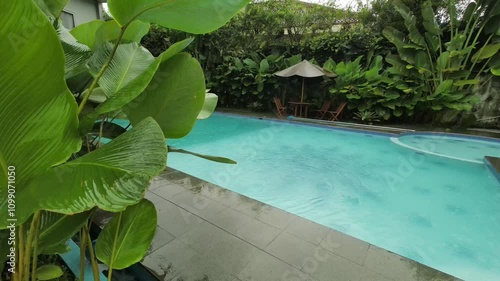 Close up or low angle view of the Pool after rain. Calathea lutea (Cuban Cigar Pampano) growing and wet beside the pool.