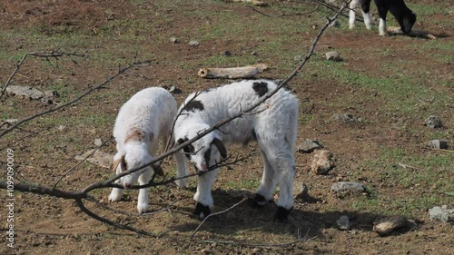 Nice shot of lambs playing with some branches. On the island of Gran Canaria, Caideros de Galdar. photo