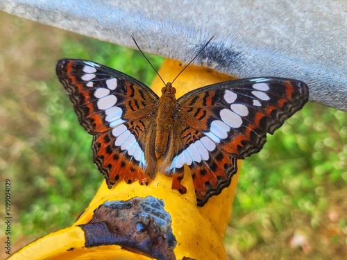 Closeup of beautiful Commander butterfly with colorful wings in garden