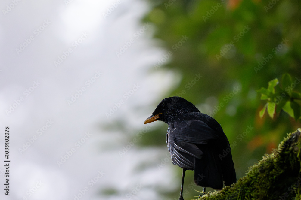 Fototapeta premium Blue Whistling-thrush at Darjeeling