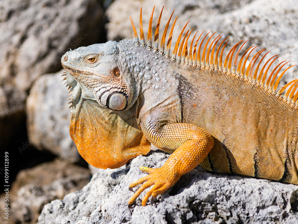 Obraz premium Wildlife fauna. Wild iguana lizard. Iguana lizard on the stone. Exotic iguana reptile. Exotic reptile animal. Scaled skin