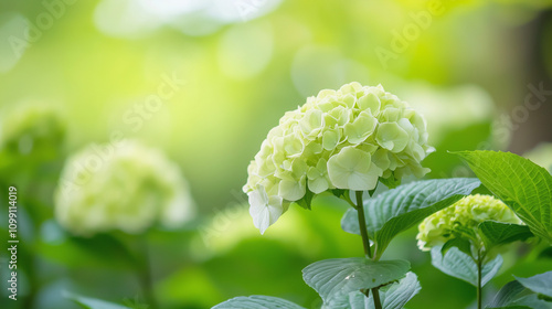 Limelight Hydrangeas: A clo...