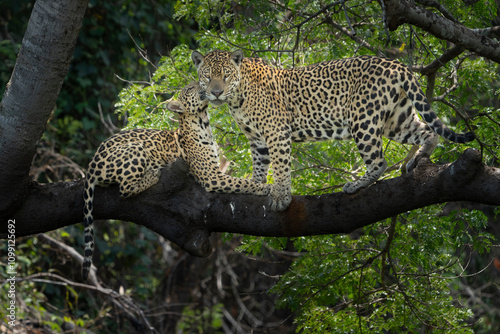 Affection between mother jaguar and cub high in tree
