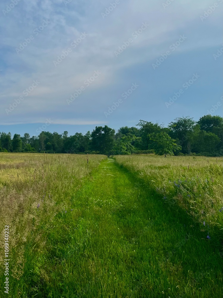 Fototapeta premium green field and blue sky