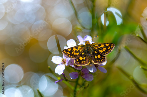 Butterfly with yellow spots on pink flower and bokeh in the background, Chequered Skipper, Carterocephalus palaemon photo