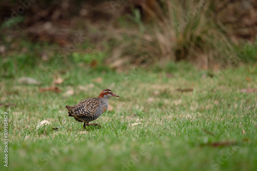 Buff-banded rail foraging on the grassy field.