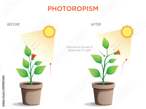 Phototropism How Plants Grow in Response to Light