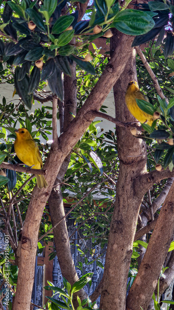 Fototapeta premium Two canaries perched on a tree branch, surrounded by lush greenery, showcasing vibrant yellow feathers and a natural outdoor setting. Focus on the birds with soft background blur.