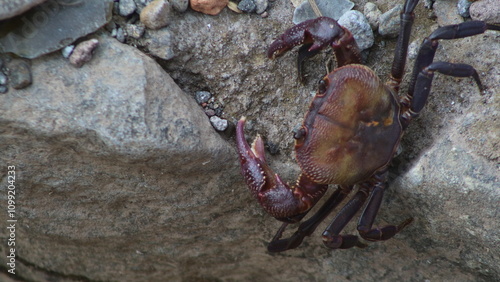 crabs that I found in the river near my house photo