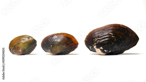 A Group of Pilsbryoconcha exilis mussel isolated on a white background. Also known as 