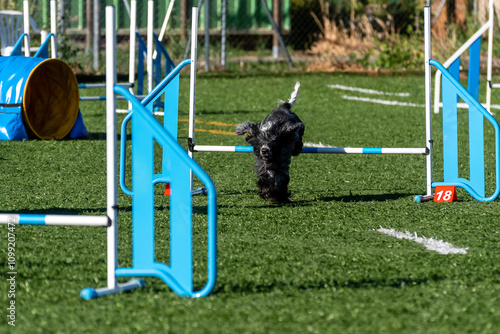 Cocker spaniel jumping over an obstacle