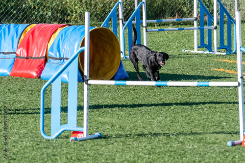 black labrador coming out of the tunnel in an agility test