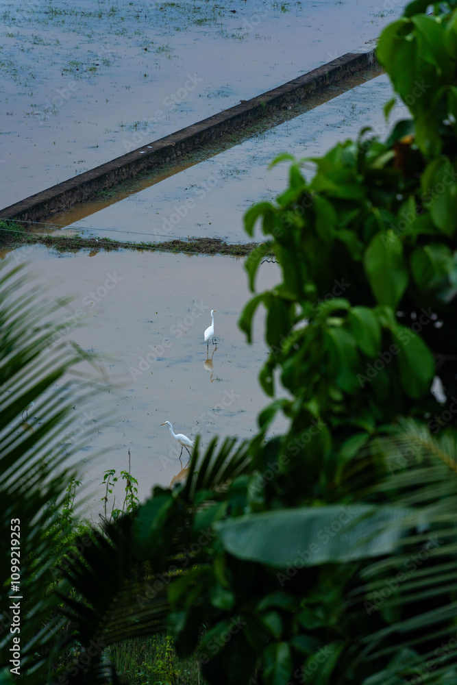 Naklejka premium An elegant egret standing in a paddy field to catch fish captured through spot focus. Ideal for themes of biodiversity, rural life, and environmental beauty