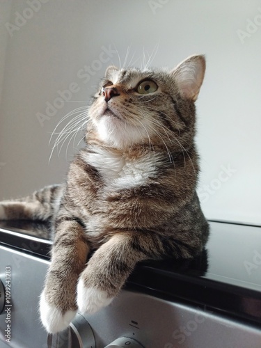 Young kitten on a kitchen