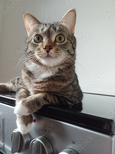 cat on a table