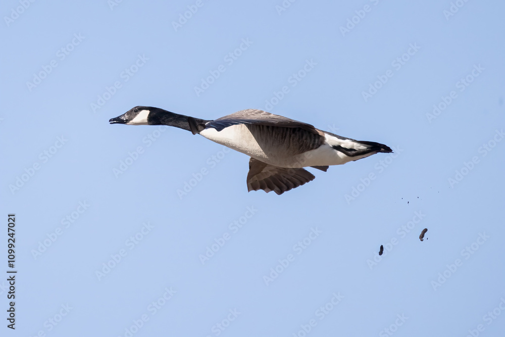 Obraz premium Canada Goose