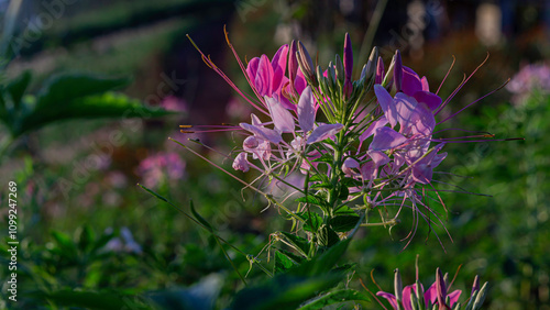 Beautiful pink Spider flower in bloom 